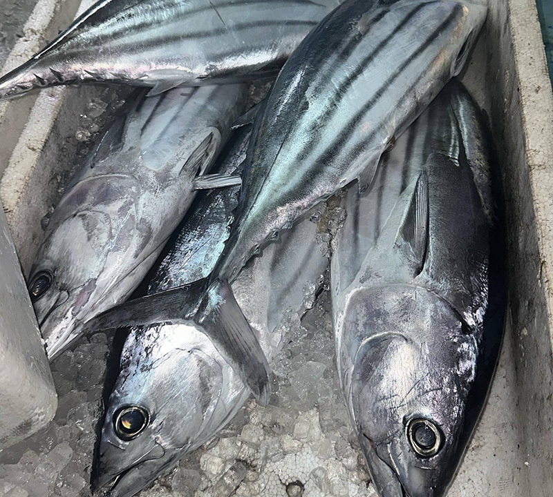 魚は鮮度が命!